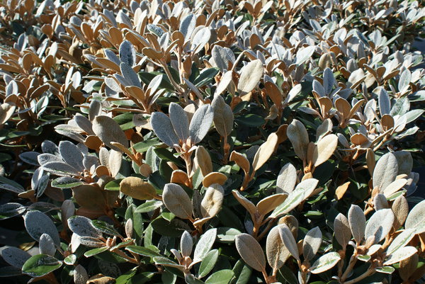 Rhododendron QUEEN BEE