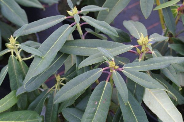 Rhododendron discolor