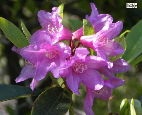 Rhododendron laetevirens
