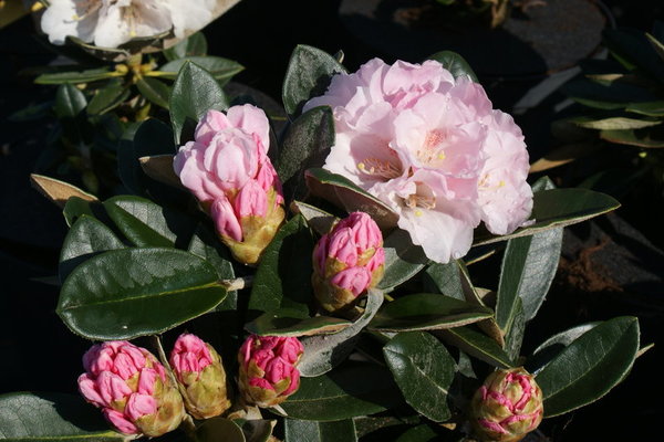 Rhododendron SILBERVELOURS