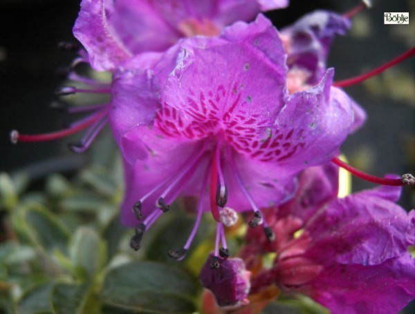 Rhododendron prostratum