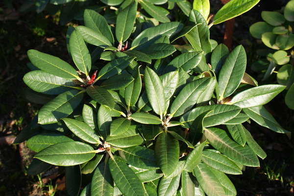 Rhododendron rex GRÜNSPAN