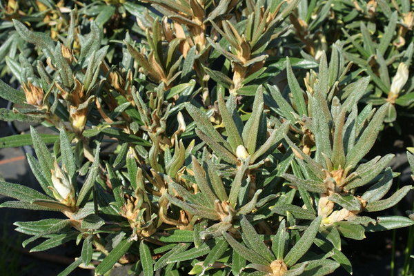 Rhododendron roxieanum oreonastes