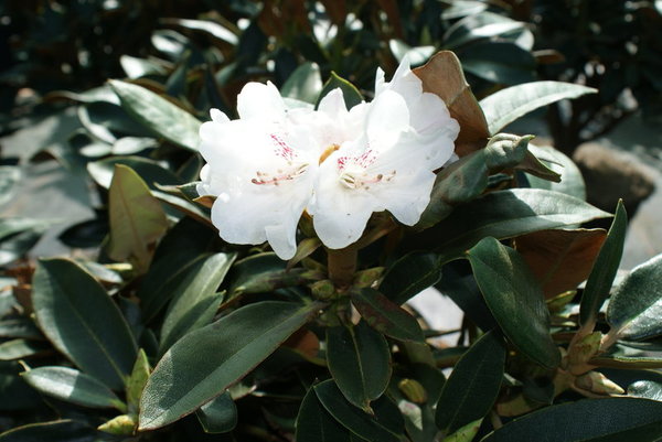 Rhododendron traillianum