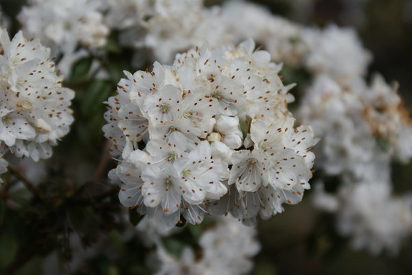 Rhododendron SCHNEEFLÖCKCHEN