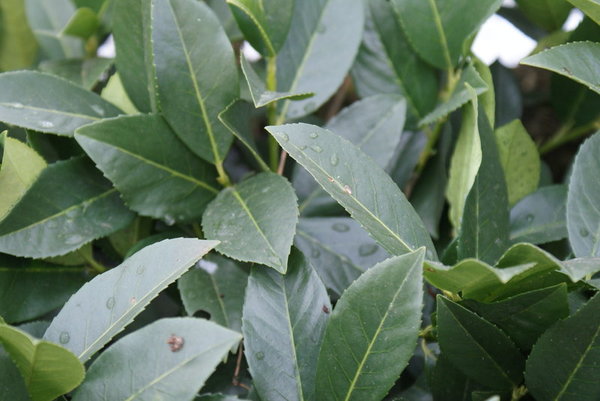 Prunus laurocerasus PIRANHA (R)