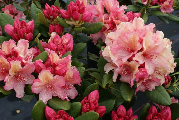 Rhododendron BRASILIA