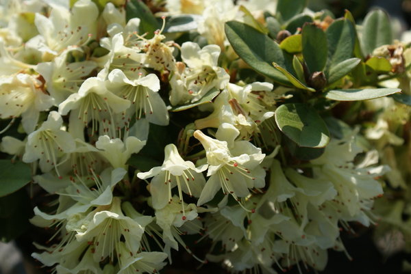 Rhododendron SHAMROCK