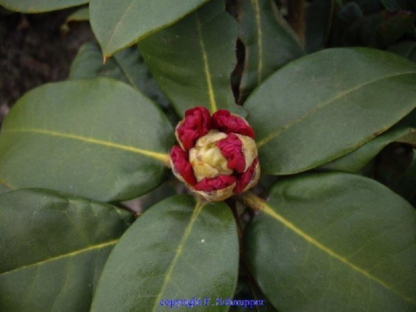 Rhododendron MASAI MARA