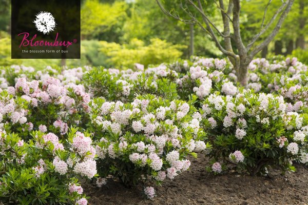 Rhododendron BLOOMBUX (R)