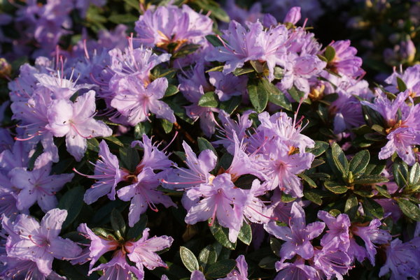 6 Rhododendron Zwerge zur freien Auswahl