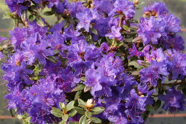 6 Rhododendron Zwerge zur freien Auswahl