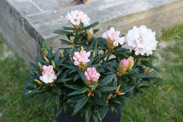 Rhododendron BLEWBURY