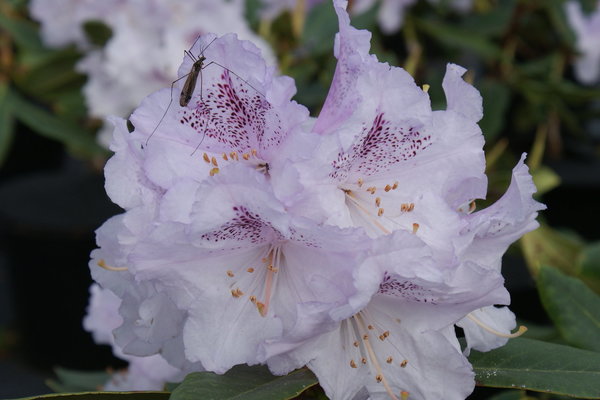 Rhododendron SUSAN