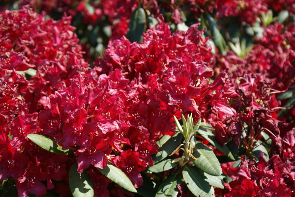 Rhododendron NOVA ZEMBLA