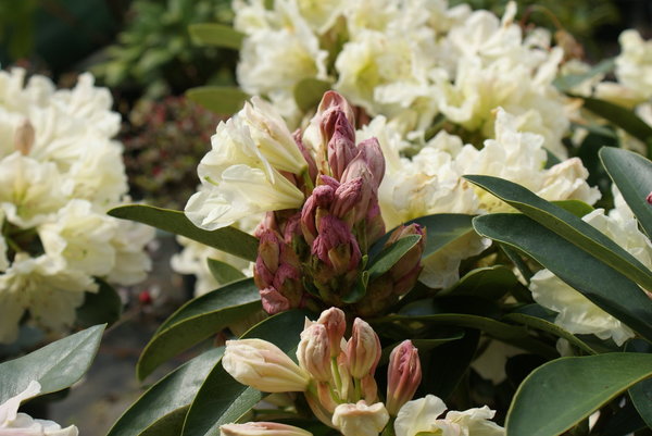 Rhododendron Dufthecke gelb INKARHO (R)