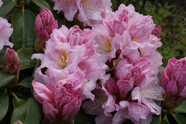 Rhododendron DAGMAR