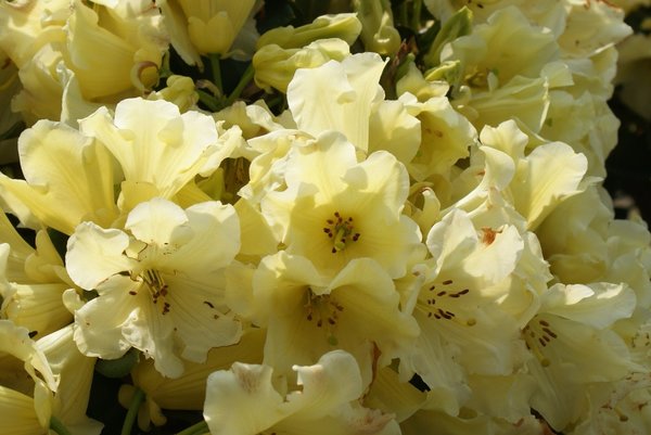 Rhododendron Hotei