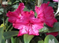 Rhododendron Weinlese