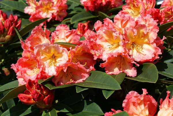 Rhododendron Sun Fire