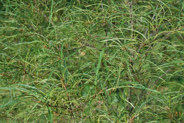 Rhamnus frangula Asplenifolia