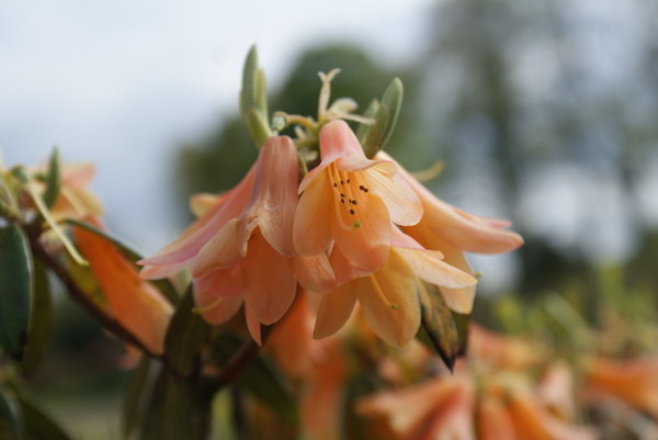 Rhododendron cinnabarinum Wasgau