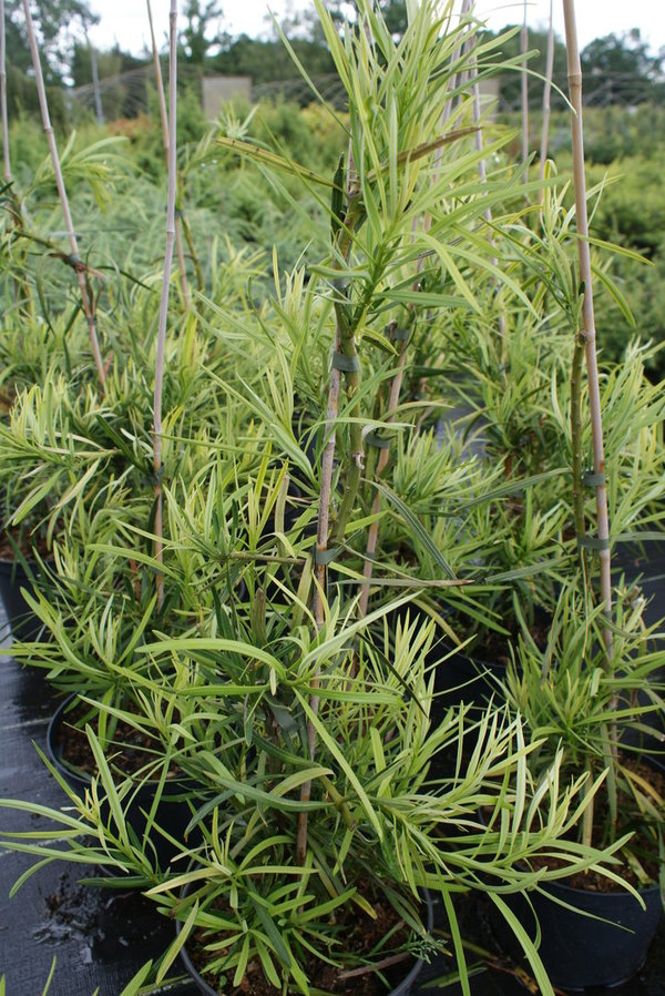 Podocarpus macrophyllus - Großblättrige Steineibe