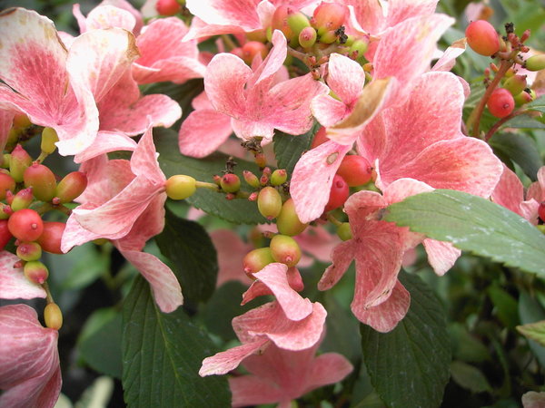 Viburnum plicatum Pink Beauty