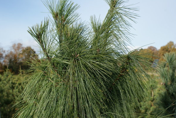 Pinus schwerinii