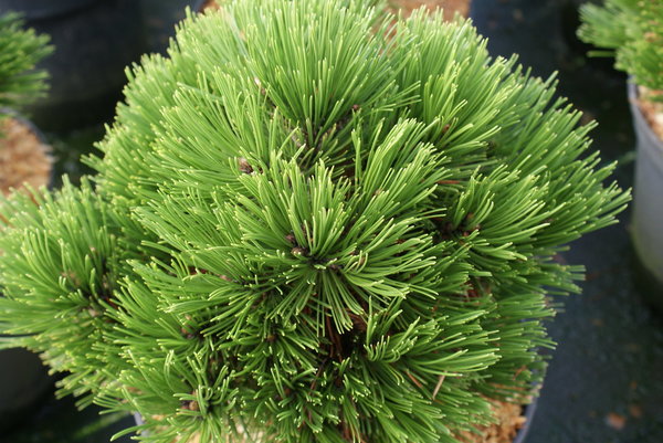 Pinus heldreichii Schmidtii