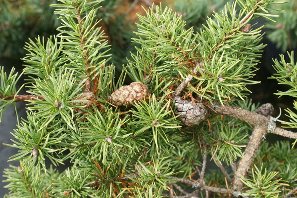 Pinus banksiana Tuckers Dwarf