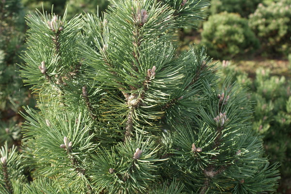 Pinus mugo Columbo