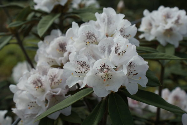 Rhododendron George Cunningham