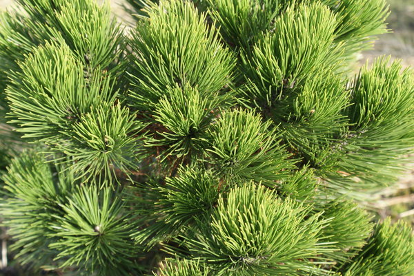 Pinus heldreichii Dark Green Ball