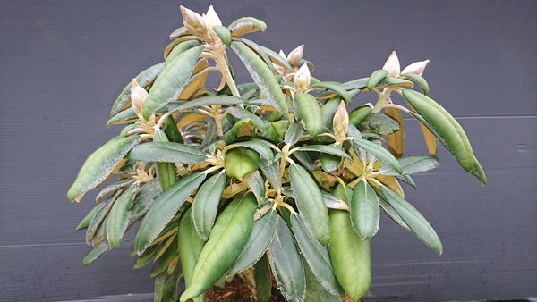 Rhododendron yakushimanum Yakunowii