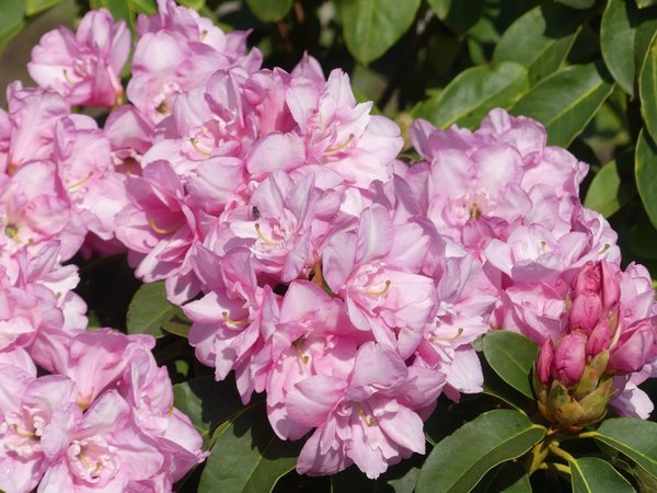 Rhododendron Bardia
