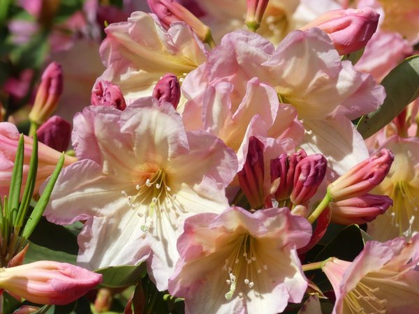 Rhododendron Yoho
