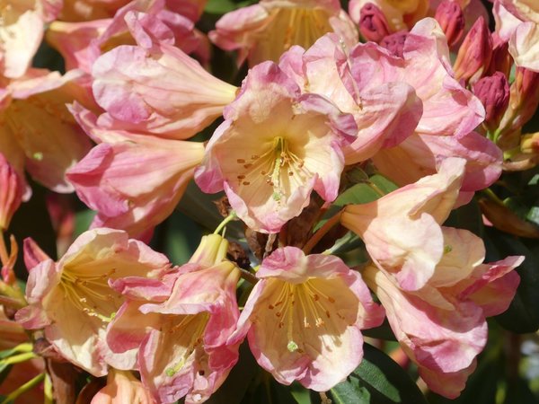 Rhododendron Zion