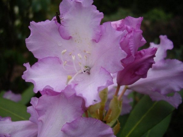 Rhodododendron Kuiburi