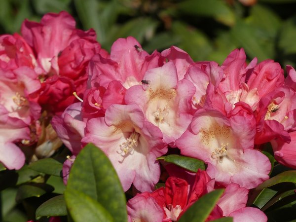 Rhododendron Okapi