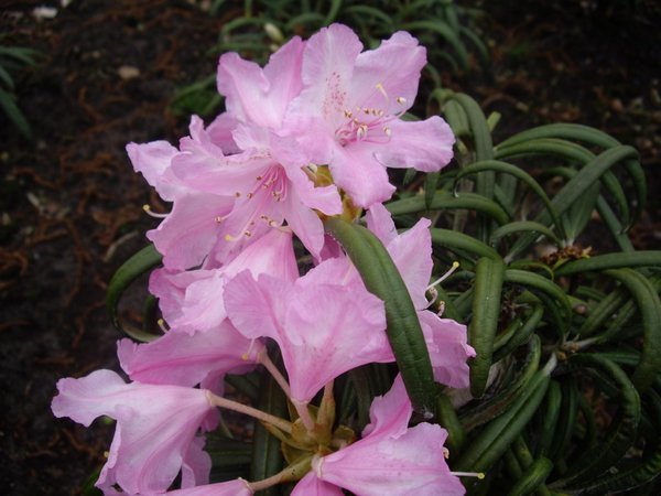 Rhododendron Madidi