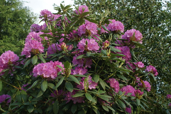Rhododendron Roseum Elegans