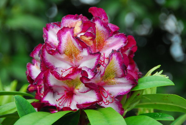 Rhododendron Happydendron Pushy Purple (R)
