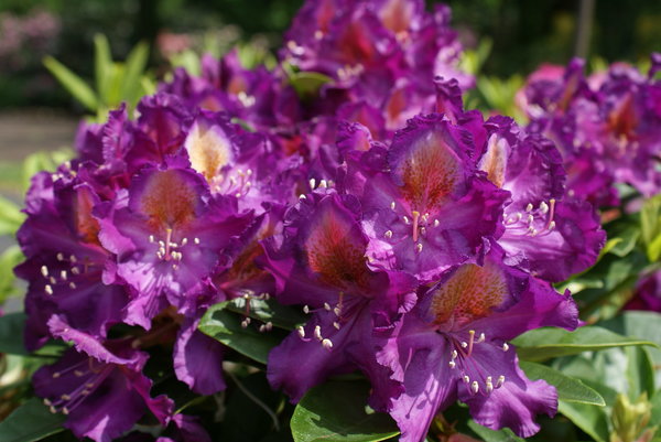 Rhododendron Tamarindos