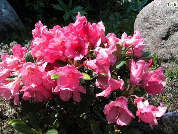 Rhododendron Rumpelstilzchen