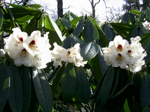Rhododendron calophytum